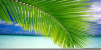 Windows_Vista_WallPappers_11