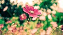 Wallpapers 1366x768