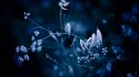 night_blade_bush_55487_1920x1080