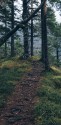 Forest_Path-412e05c7-656a-38d7-9f0b-8558b33830d7.jpg