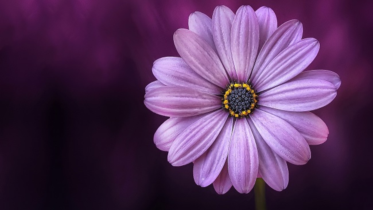flower-purple-lical-blosso