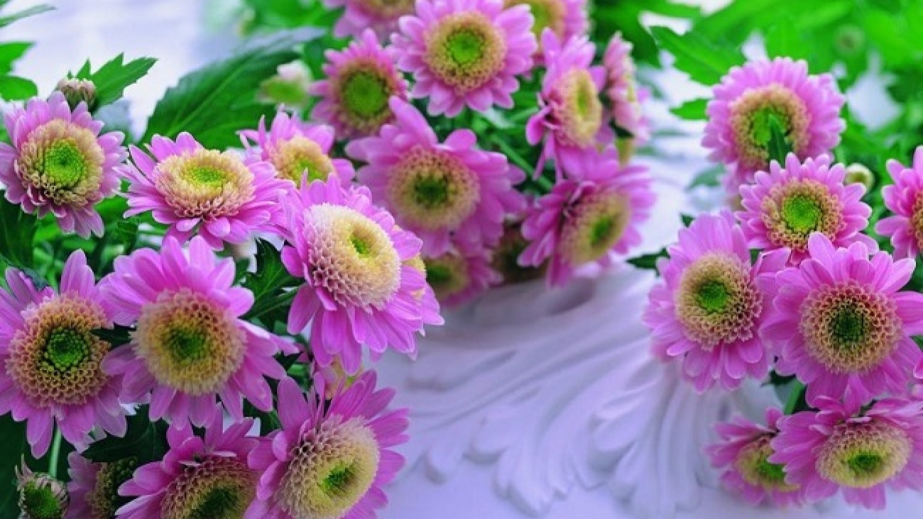 beautiful-pink-flowers-770x481